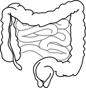 intestine